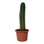 San Pedro Pachanoi (Trichocereus) In Pot Groot 25-40 cm