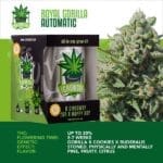 IGrowCan – Royal Gorilla Automatic (RQS)