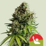 Tyson 2.0 NYC Sour Diesel Auto