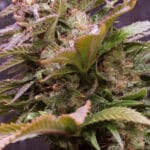 Vision Caramello Auto (Vision Seeds)