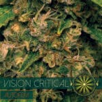 Vision Critical Auto (Vision Seeds)