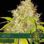 AK-49 Auto (Vision Seeds)