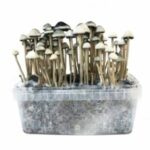 Copelandia Hawaiian Grow Kit (Panaeolus cyanescens)