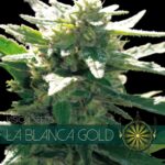 La Blanca Gold (Vision Seeds)
