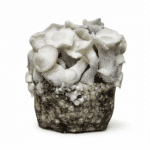 APE221 (Albino Penis Envy) Magic Mushroom Grow Kit