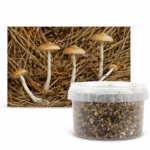 Azurescens Outdoor Growkit